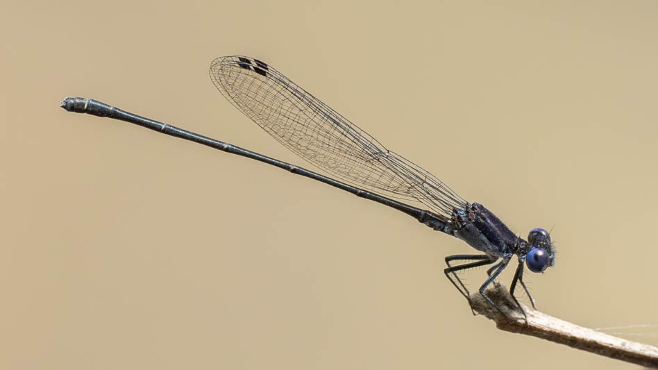 Argia translata (Dusky Dancer) male.jpg